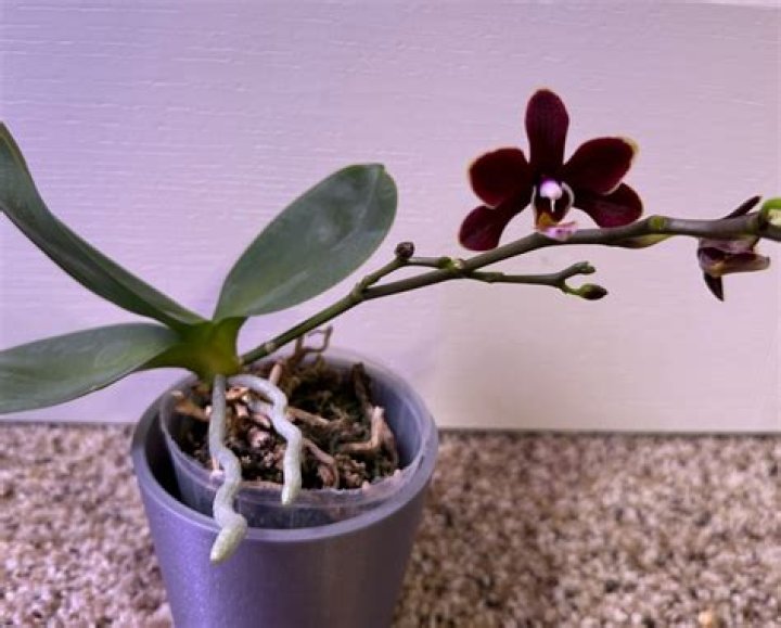 Should i repot my phalaenopsis orchid?