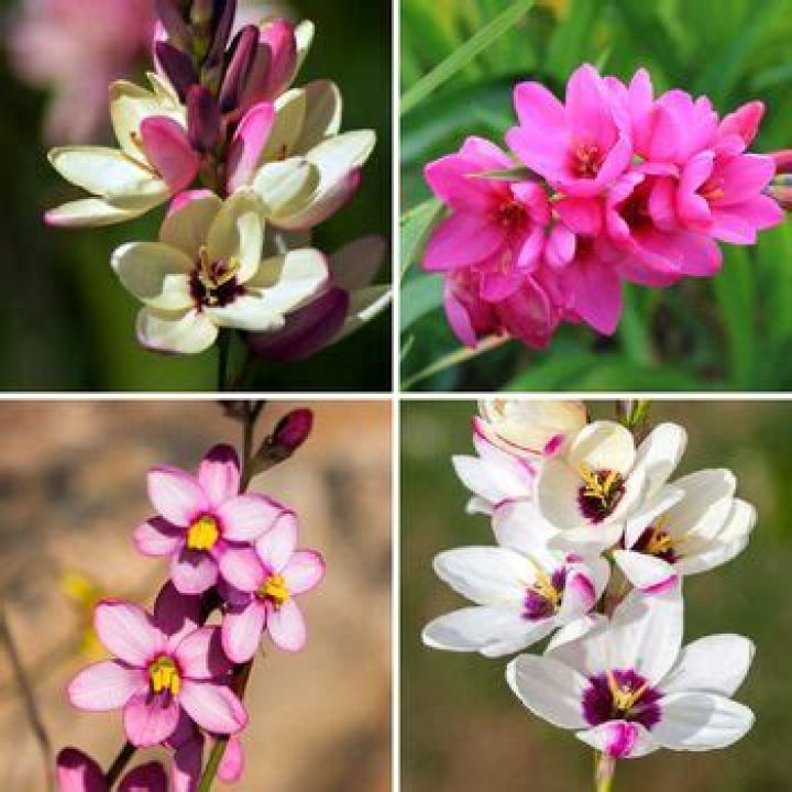 Should i soak ixia bulbs?