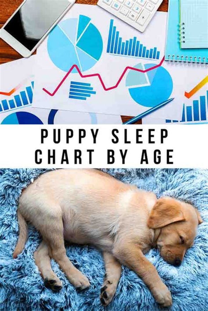 Should new puppy sleep with older dog?
