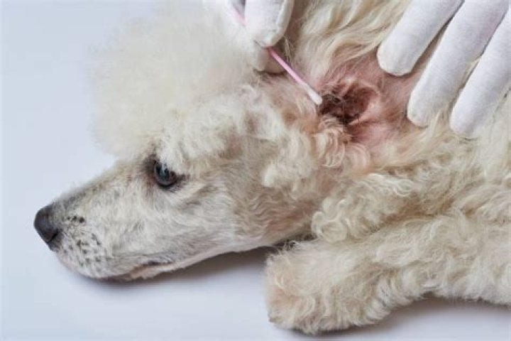Should poodles ears be plucked?