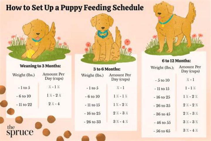 Should puppies eat right after born?