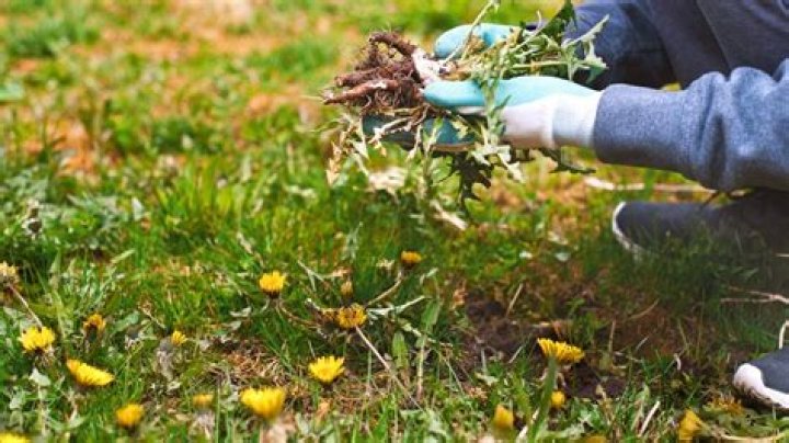 Should weeds be composted?