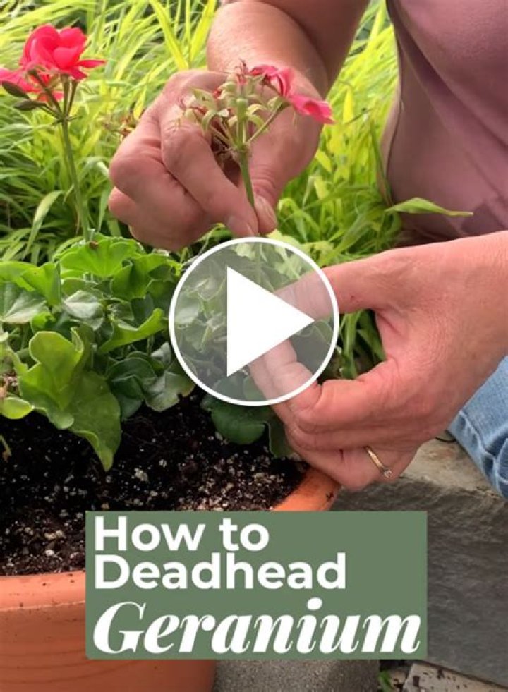Should you deadhead bellflowers?