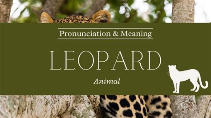 Was heißt leopard auf englisch?