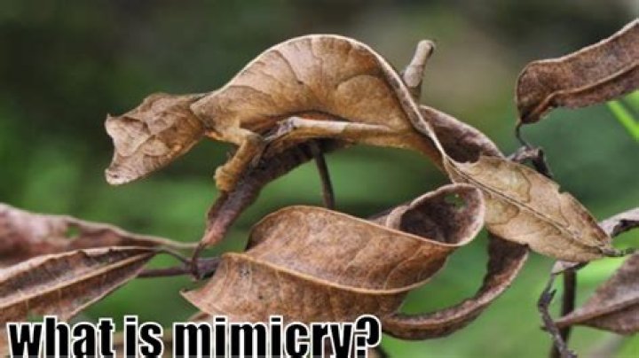 Was mimic or mimicked?