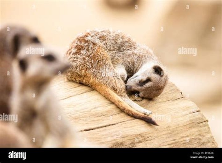 Were do meerkats sleep?