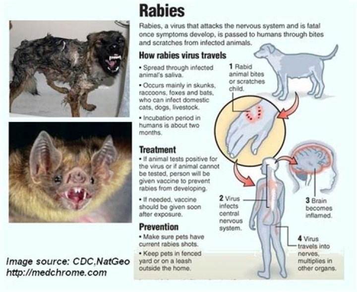 Were do rabies come from?