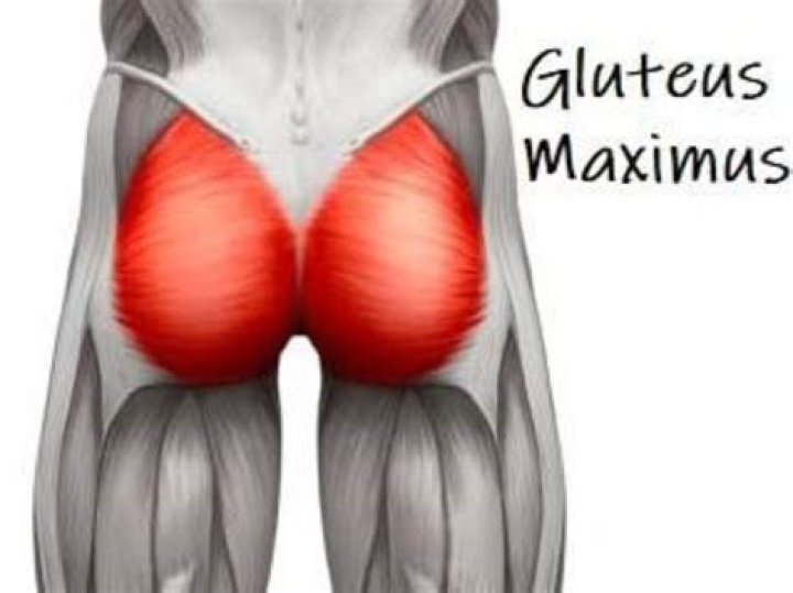 Were is the gluteus maximus?