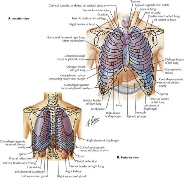 Were is the thorax located?