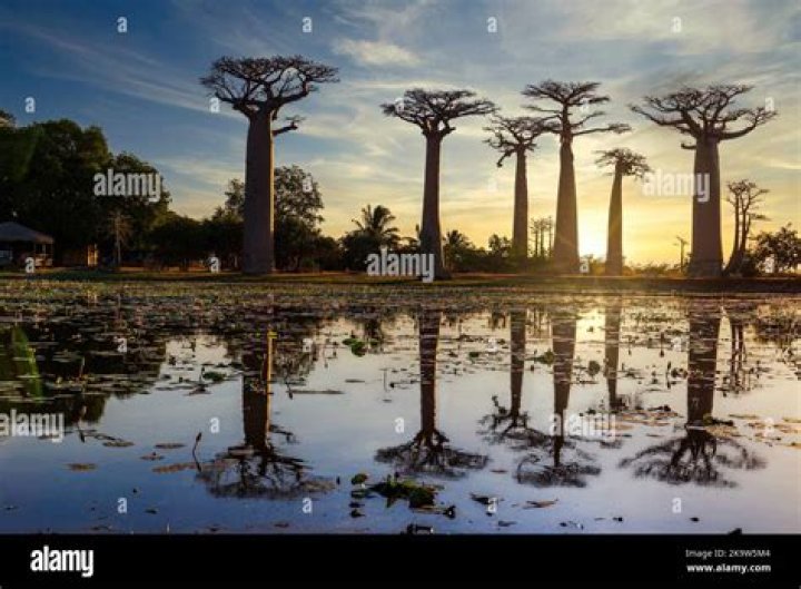 What animals live in the avenue of the baobabs?