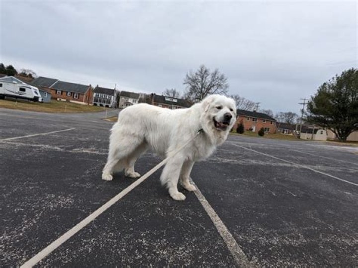 What are double dew claws?