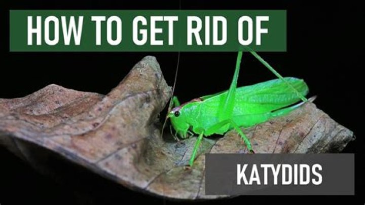 What are katydids good for?