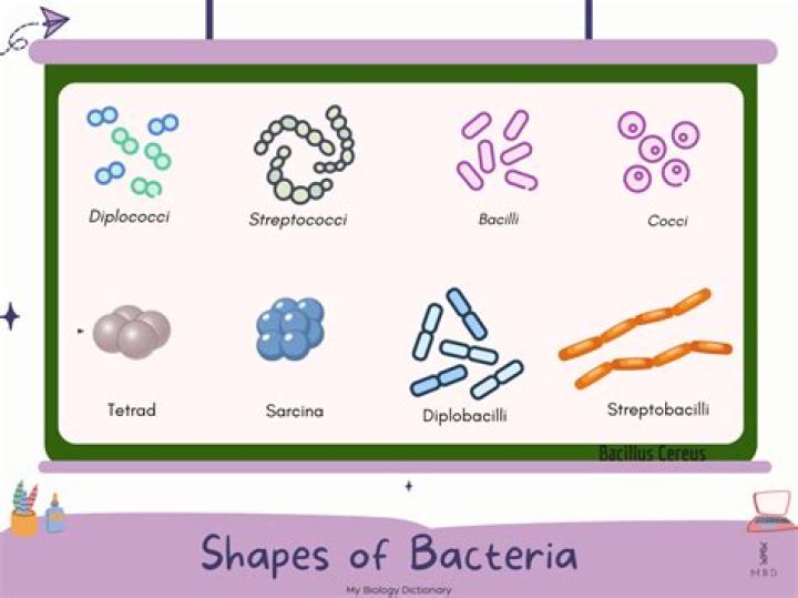 What are the 3 common shapes of bacteria?