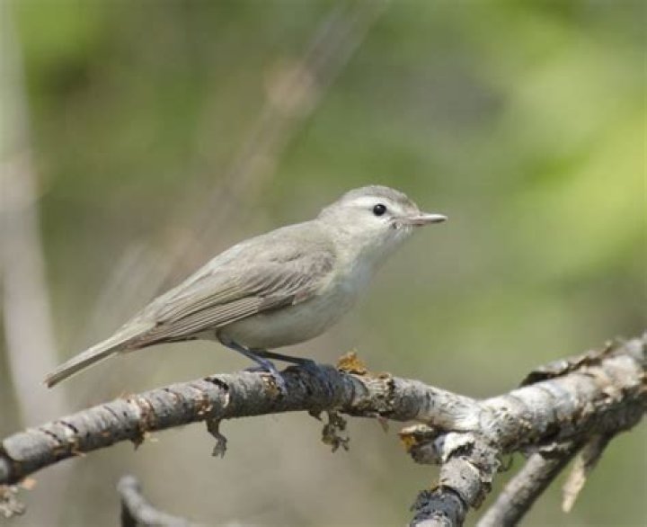 What bird makes a warbling sound?