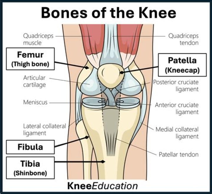 What bones make up the knee?