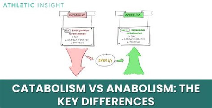 What catabolism and anabolism?