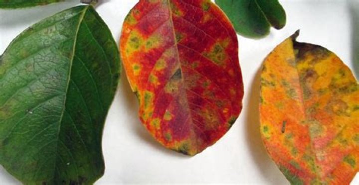 What causes cercospora leaf spot?