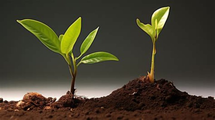 What causes damping off?