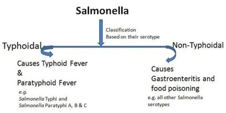 What causes nontyphoidal salmonella?