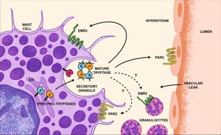 What causes tryptase to rise?