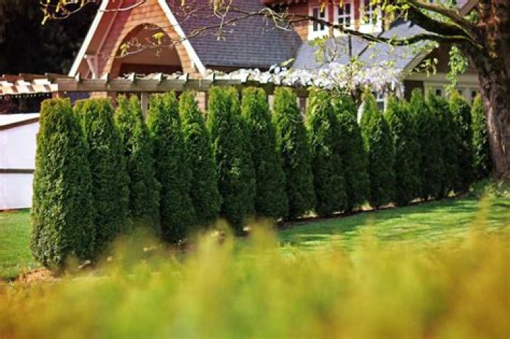 What cedars make the best hedges?