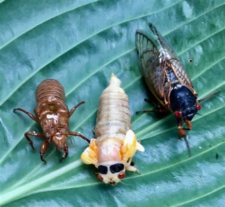 What cicadas look like?