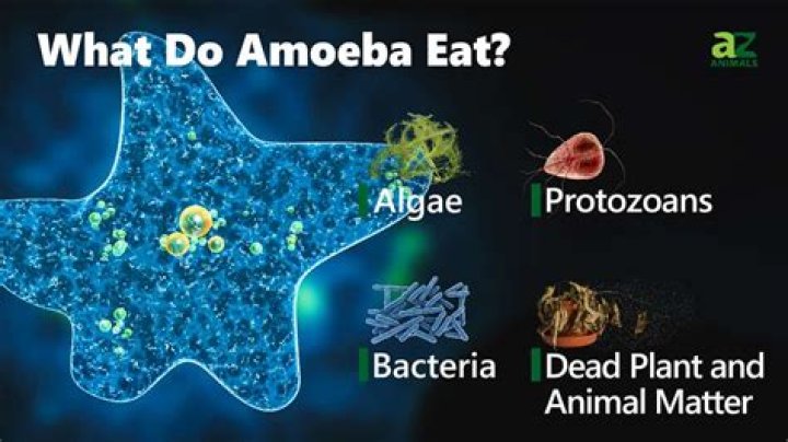 What do amoebas eat?
