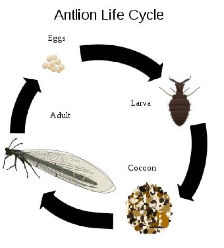 What do antlions become?