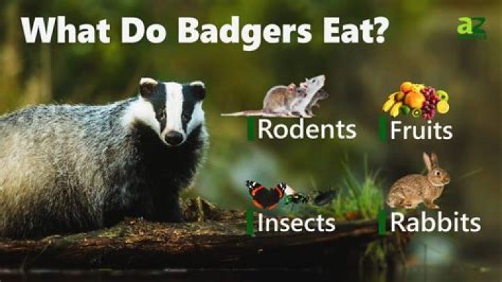 What do. badgers eat?