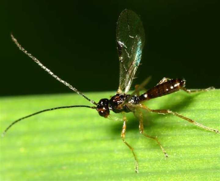 What do braconid wasps eat?