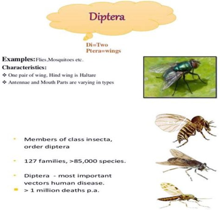 What do dipterans use for feeding?