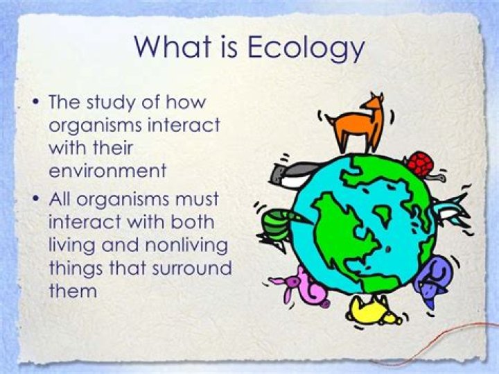 What do ecologist study?