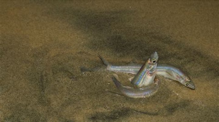 What do jacksmelt eat?