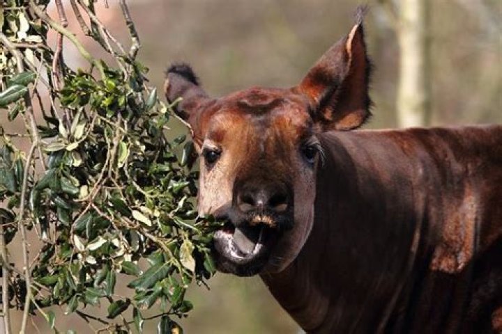 What do okapis eat?
