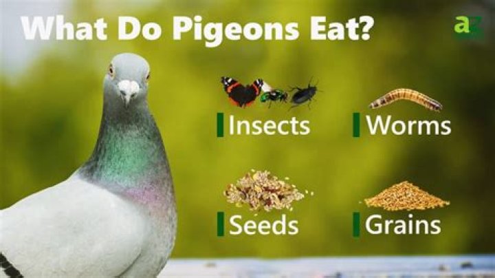 What do pigeon like to eat?
