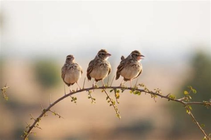 What do you call a group of larks?
