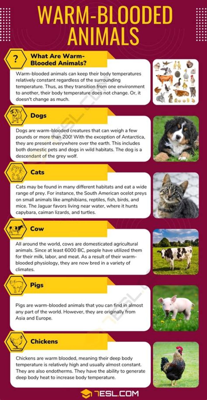 What do you mean by camelus?