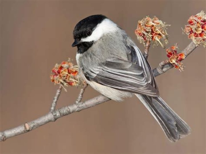 What does a chickadee look like?