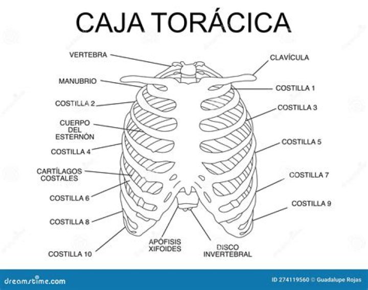 What does basketlike mean?