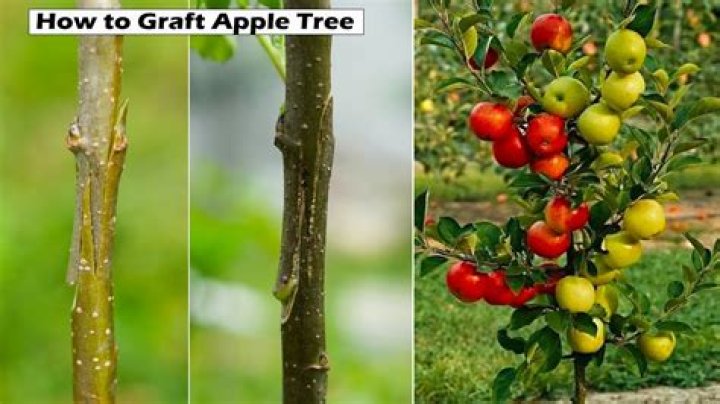 What does grafted tree mean?
