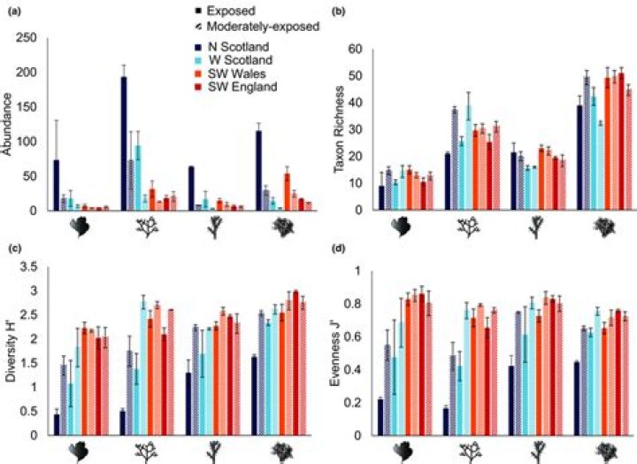 What does macrofaunal mean?