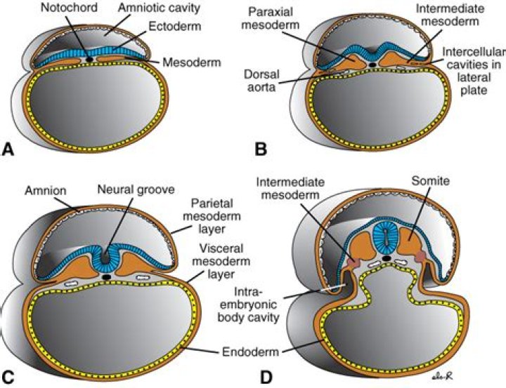 What does paraxial mesoderm form?