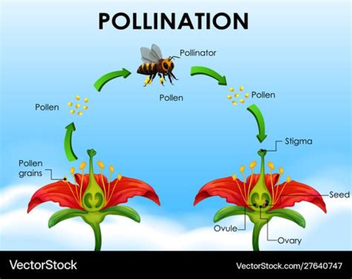 What does pollinate mean?