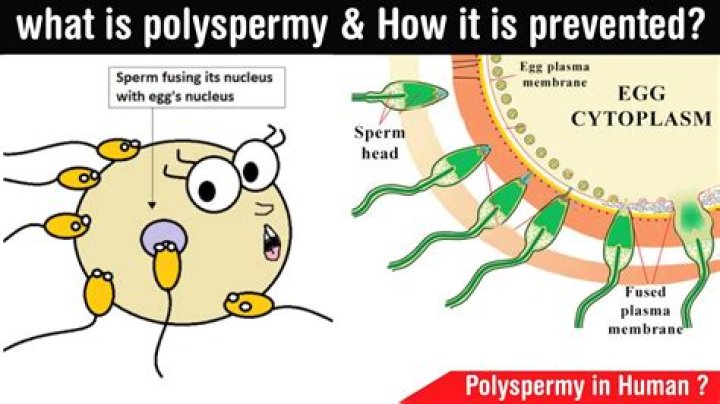 What does polyspermy mean?