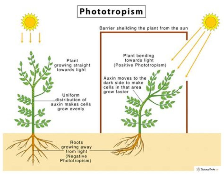 What does positively phototropic mean?