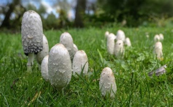 What does shaggy mane mean?