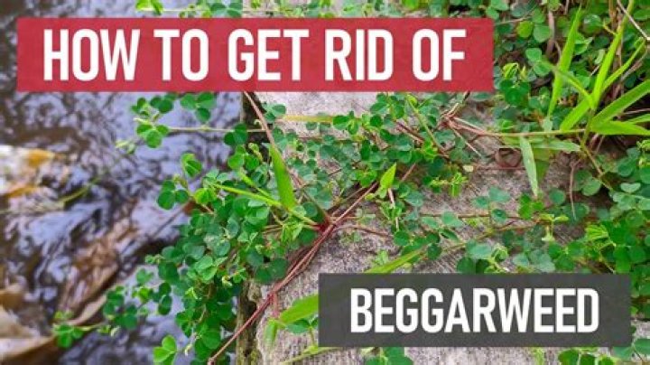 What does the word beggar ticks mean?