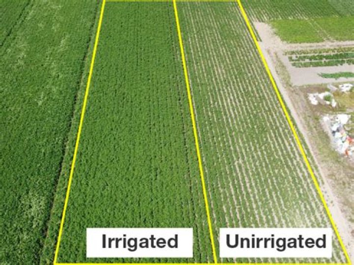 What does unirrigated land means?