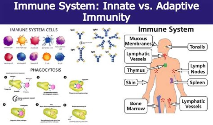 What innate immune system?