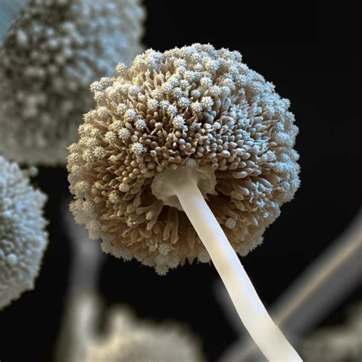 What is a aspergillus?